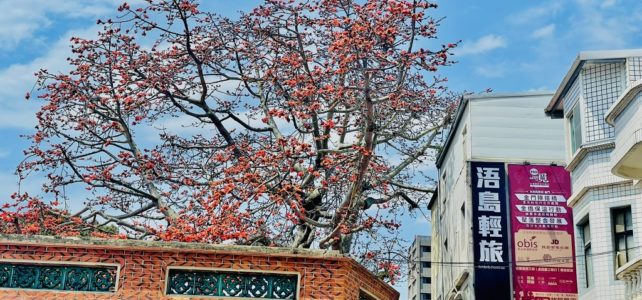 浯島輕旅金門總兵署正後方，與百年木棉相伴入眠